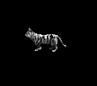 Pet lvl 15 - Tabby Cat